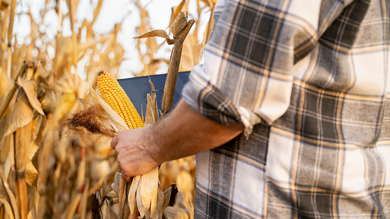 Grain Fill Isn’t Just About Yield. It’s About Efficiency.
