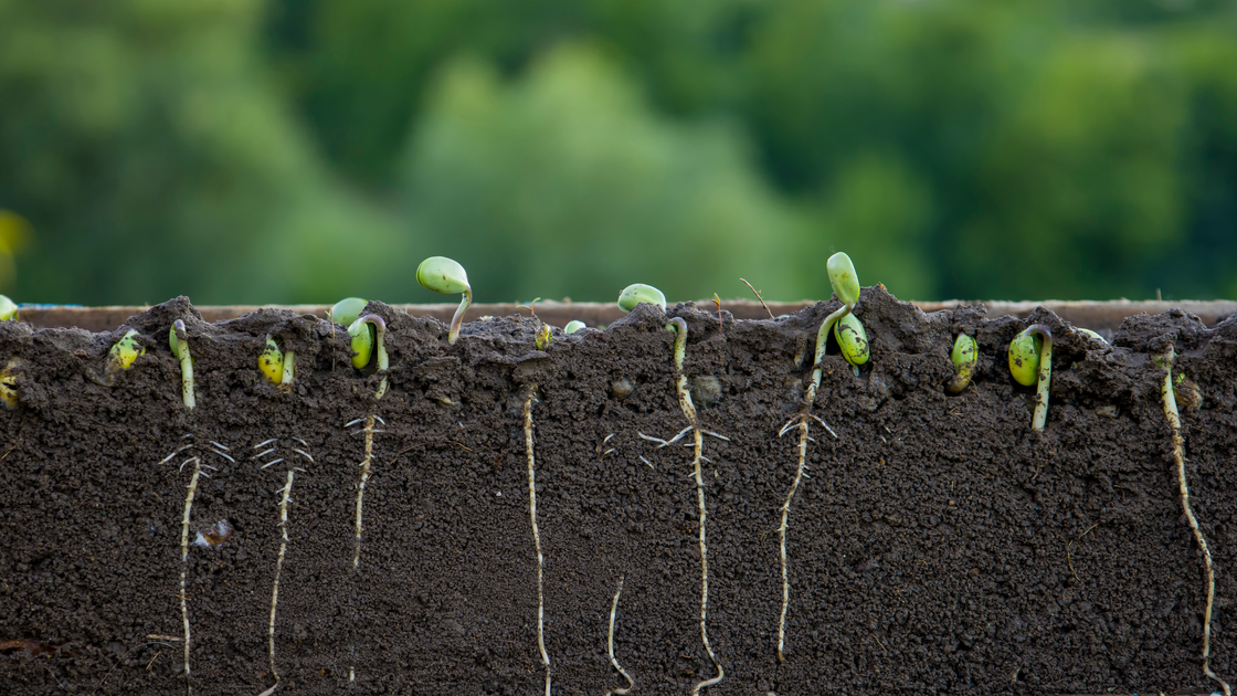 Your First 30 Days After Planting: What Actually Matters