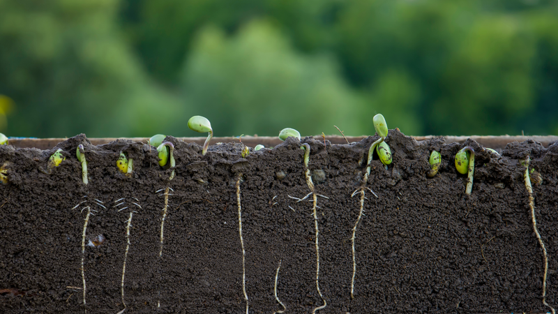 Your First 30 Days After Planting: What Actually Matters