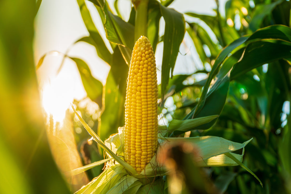 Grain Fill: The Final Push for Yield and Quality