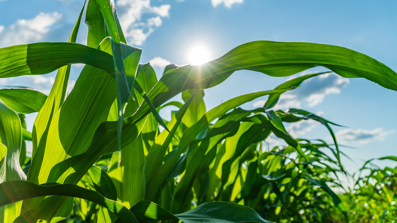 You Don’t Have a Nitrogen Problem — You Have a System Problem