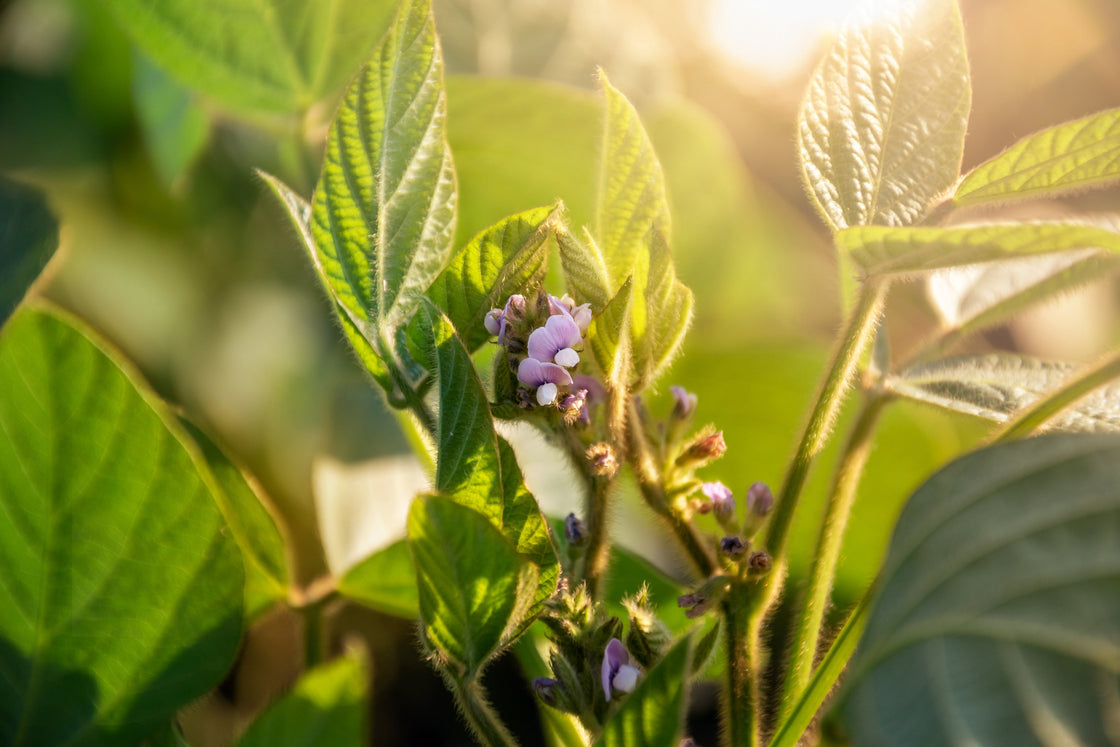 Soybean Roots Matter: Setting the Stage Before R1