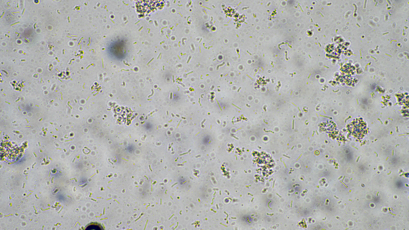 The Secret Life of Bacteria