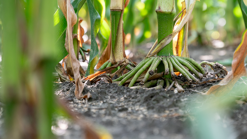 How Root Exudates Drive Microbial Populations