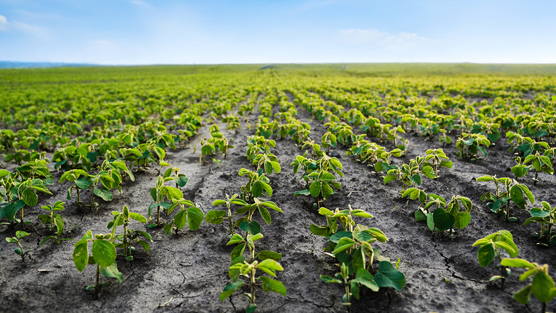 If Your Crop Looks Behind, This Is What You Should Actually Check
