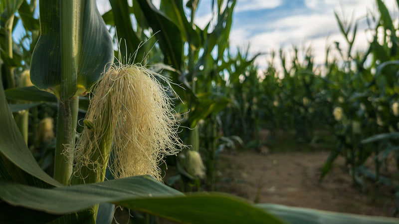 The Forgotten Elements Series, Part 1: Boron