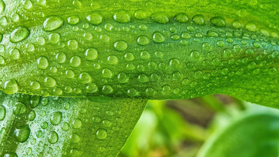 The Forgotten Elements Series, Part 2: Chloride