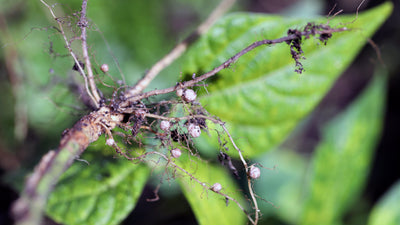 The Forgotten Elements Series, Part 3: Cobalt