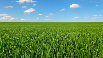 The Forgotten Elements Series, Part 4: Copper