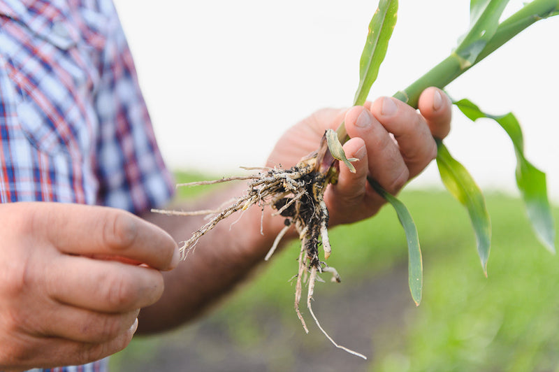 Why ‘Add More Fertilizer’ Is Usually the Wrong Answer