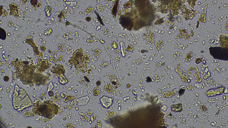 The Science of Residue Breakdown: Fungi vs. Bacteria