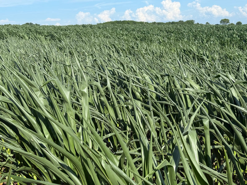 Working With the Weather