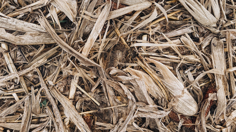 Why Compost Extract Beats Compost Tea for Field Applications