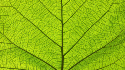 The Forgotten Elements Series, Part 5: Iron