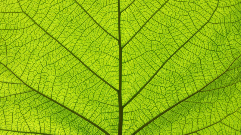 The Forgotten Elements Series, Part 5: Iron