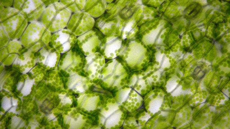 The Forgotten Elements Series, Part 6: Manganese