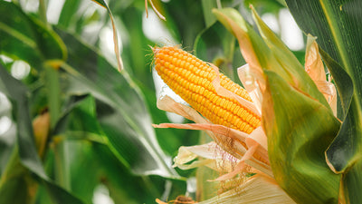 The Forgotten Elements Series, Part 8: Nickel