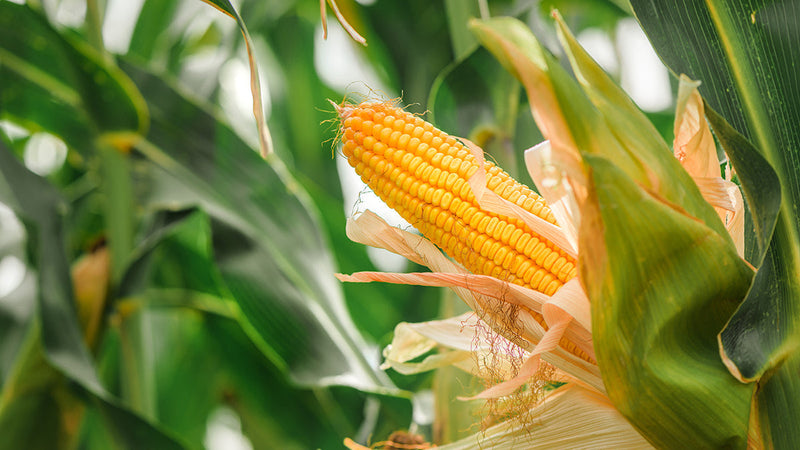 The Forgotten Elements Series, Part 8: Nickel