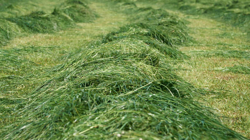 The Forgotten Elements Series, Part 9: Selenium