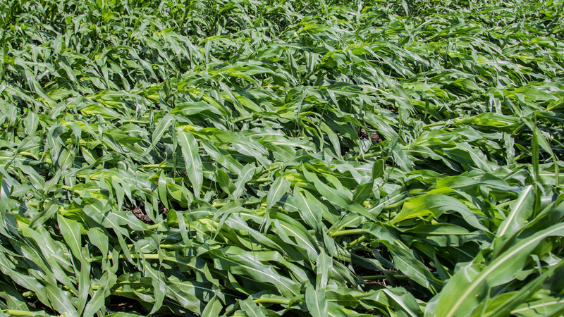 The Forgotten Elements Series, Part 10: Silicon