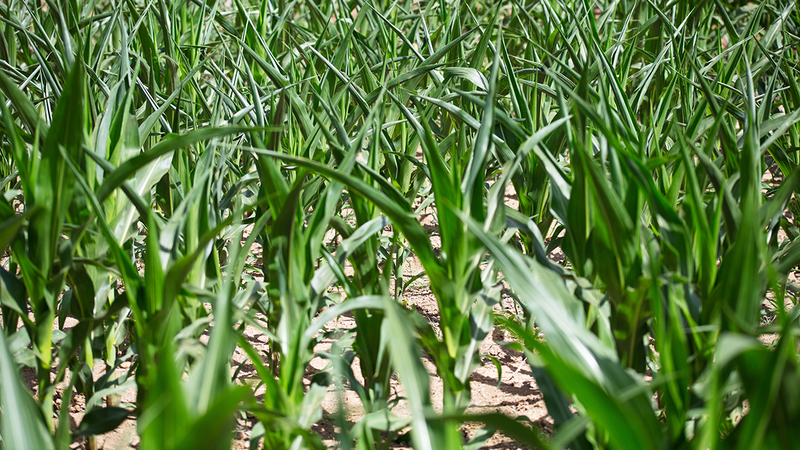 What Stress Really Does to Your Crop