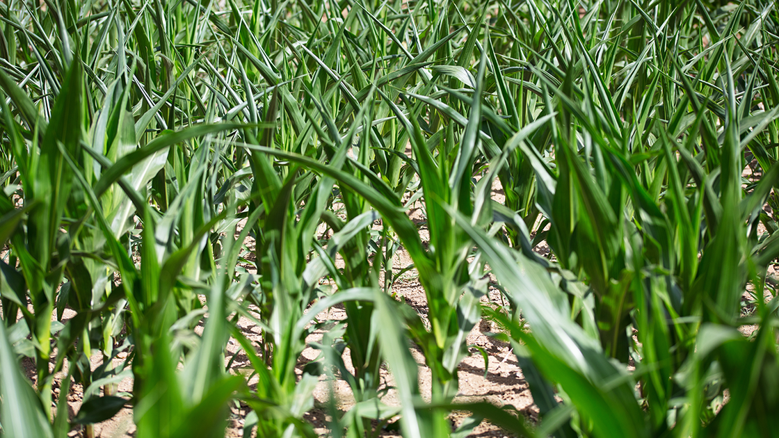 What Stress Really Does to Your Crop