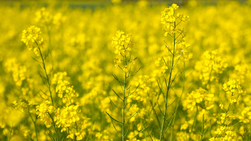 The Forgotten Elements Series, Part 11: Sulfur