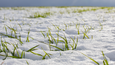 Cold Soil, Slowing Biology: What Happens to Nutrients in the Fall