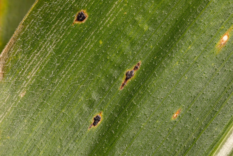 Replacing Fungicides with Nutrition: Our Quart-Quart-Quart Approach for Resilient Crops