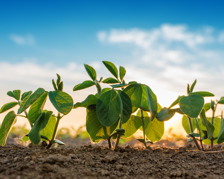 In-Furrow Program — roots in soil